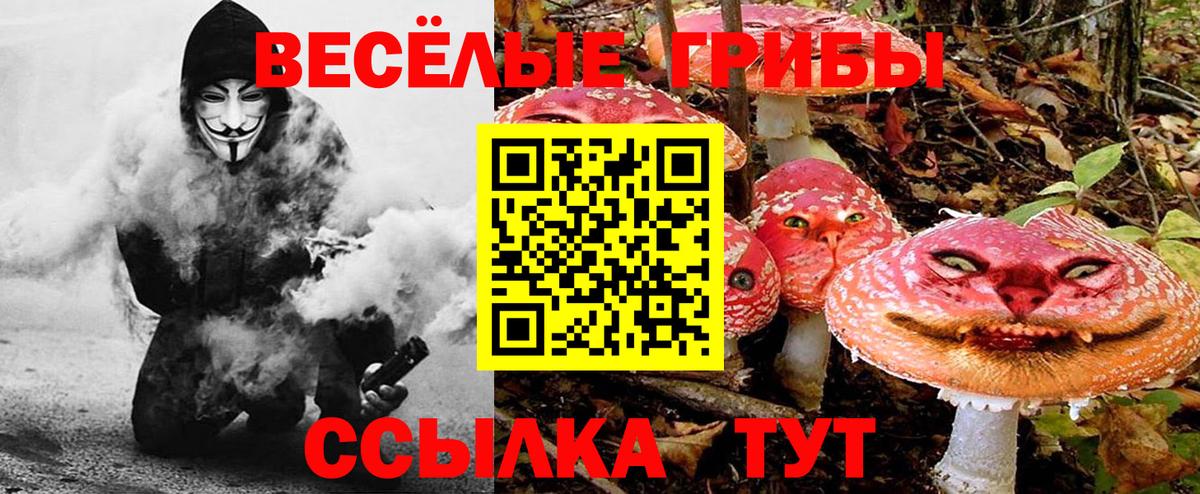 Псилоцибиновые грибы Psilocybe Долгопрудный